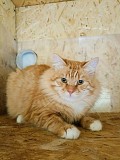 Пушистый рыжий котенок-подросток ищет дом Москва объявление с фото