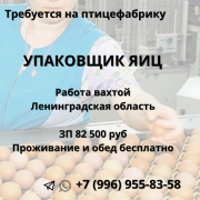 Требуется УПАКОВЩИК яиц вахтой Санкт-Петербург объявление с фото
