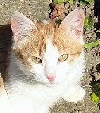 котенок в добрые руки Москва объявление с фото