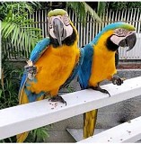 Синие и золотые попугаи ара Москва объявление с фото