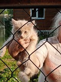 Персиковый котенок Подольск объявление с фото