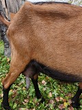 Продам козу Новокузнецк объявление с фото