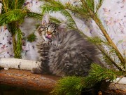Котята породы норвежская лесная Новосибирск объявление с фото