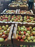 Яблоки Гала оптом со склада Краснодар объявление с фото
