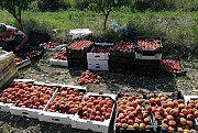 Продается молодой плодоносящий персиковый сад Ялта объявление с фото