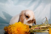 Карликовый вислоухий кролик Электрогорск объявление с фото