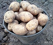 Продаю картофель Погар
