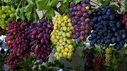 Продажа виноградника в Краснодарском крае. Краснодар объявление с фото