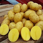 Оптовый поставщик овощей на осенне-зимний сезон Барнаул объявление с фото