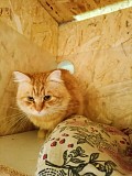 Гладкошерстный рыжий котёнок-подросток ищет дом Москва объявление с фото