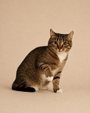 Котёнок-подросток Шаня ищет дом Москва