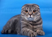 Продаются котята от шотландского вислоухова 1 месяц отроду Москва объявление с фото