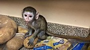 Продам обезьянку капуцин Москва объявление с фото