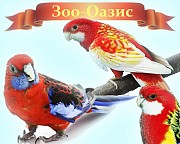 Попугаи розелла различного окраса Москва объявление с фото