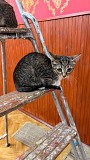 Котёнок Гаечка ищет дом Москва