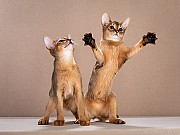 Раннее бронирование!!! Абиссинские клубные котята Москва объявление с фото
