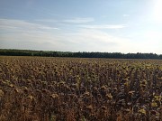Продаётся лес (сосна) на участке 10га Петровск объявление с фото