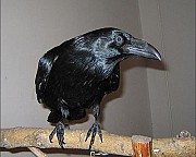 Ворон черный - птенцы выкормыши Москва объявление с фото