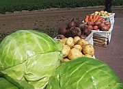 Отборные картошка, морковь, свекла, капуста и другие овощи от поставщика в Алтайском крае Барнаул объявление с фото