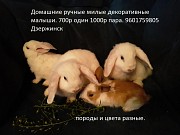 Декоративные домашние пушистики Дзержинск объявление с фото
