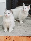 Рэгдолл котята Краснодар объявление с фото