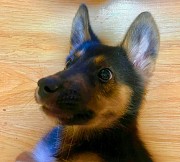 Классный лопоух щенок ищет дом Москва объявление с фото