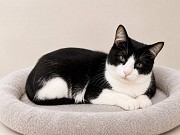 Кошка Плюша ищет дом Москва объявление с фото