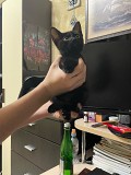 Кошечка ищет дом Краснодар объявление с фото