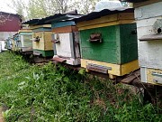 Пчёлы и улья Курск объявление с фото